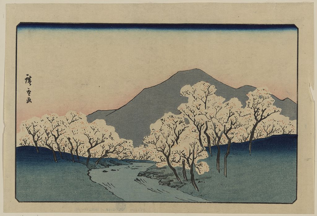 A picture of Sakura namiki zu