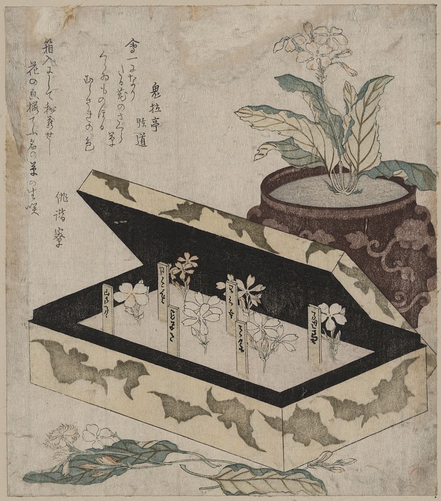 A picture of Sakurasō