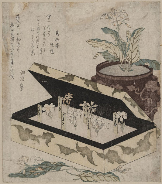 A picture of Sakurasō