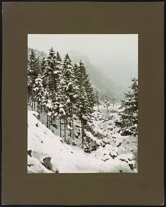 A picture of Sapius alpestres. 3 / Tannenwald-Lisière a. Bach b. Näfels