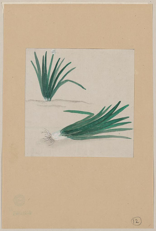 A picture of Scallions with plant growing in the background