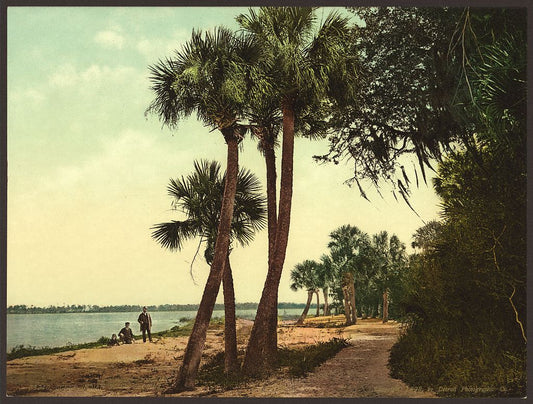 A picture of Scene; Indian River, Florida