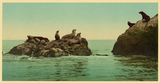 A picture of Seal Rocks