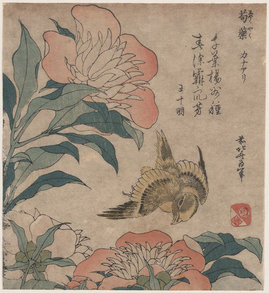 A picture of Shakuyaku kana ari