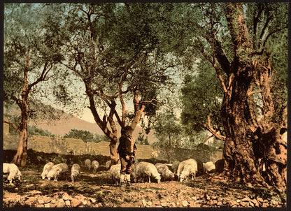 A picture of Shephard tending sheep in olive grove, Mentone, Riviera