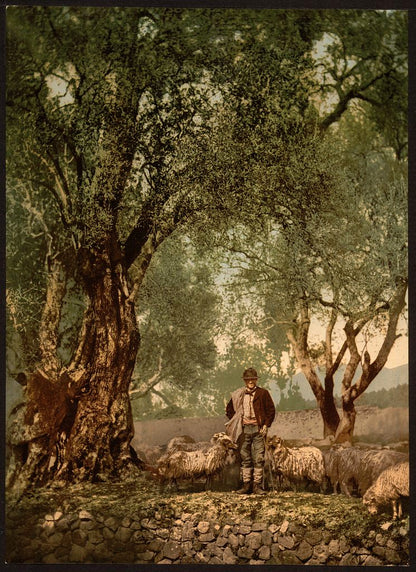 A picture of Shephard with flock in olive grove, Mentone, Riveria