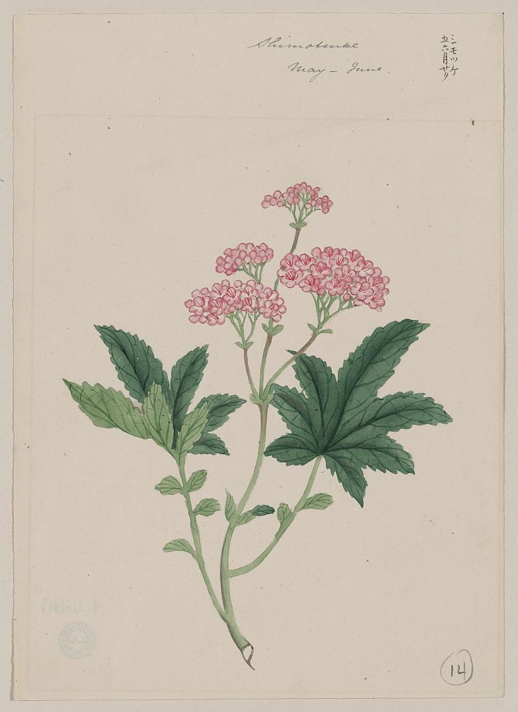 A picture of Shimotsuke - May-June