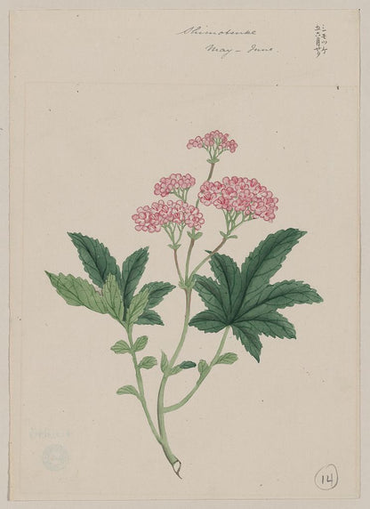 A picture of Shimotsuke - May-June