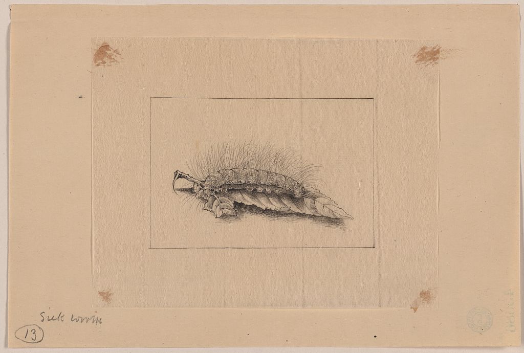 A picture of Silk worm