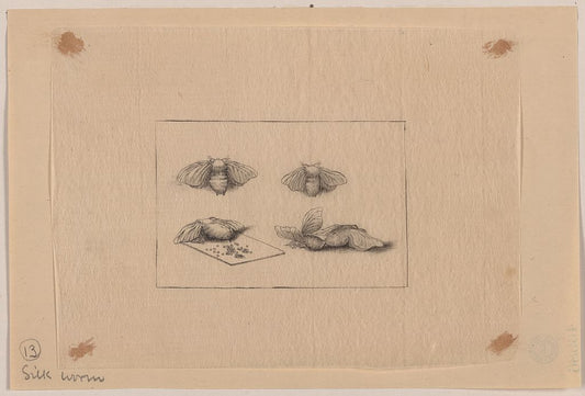 A picture of Silk worm