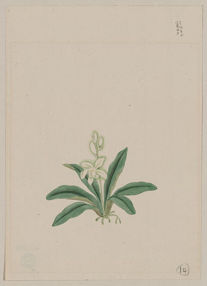 A picture of Small white flower, possibly a gin-ran, on stem with long green leaves or fronds