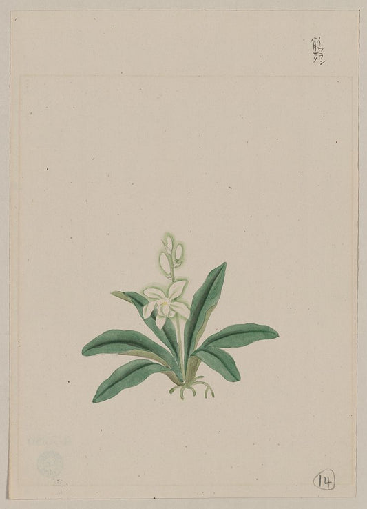 A picture of Small white flower, possibly a gin-ran, on stem with long green leaves or fronds