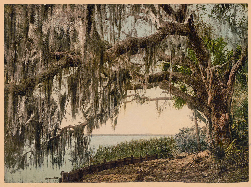 A picture of Spanish moss on Royal Arch Oak, Ormand, Florida