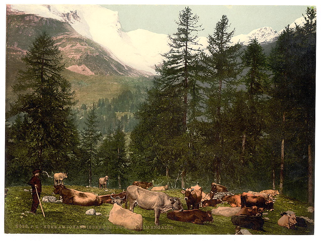 A picture of St. Moritz, cows at Johannisberg, Grisons, Switzerland