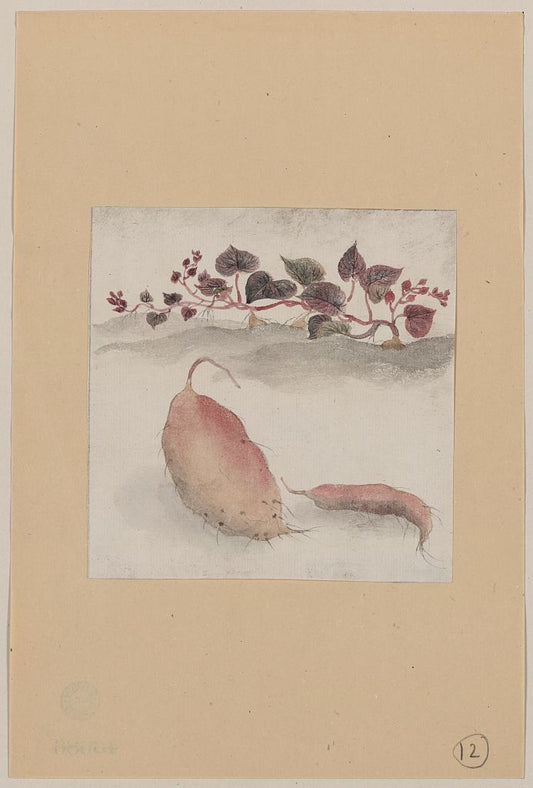 A picture of Sweet potato or yam with plant growing in the background