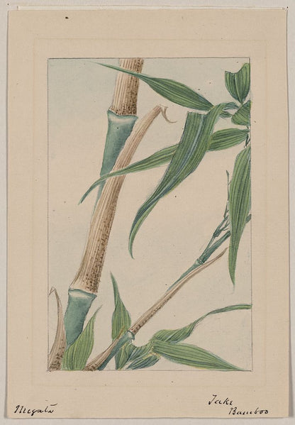 A picture of Take bamboo