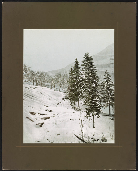 A picture of Tannen mit Holzschlagfeld b. Näfels