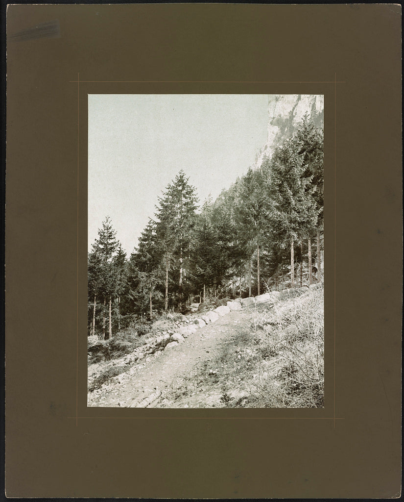 A picture of Tannenwaldlisière