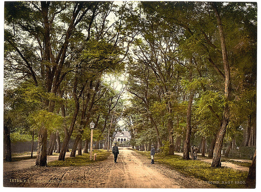 A picture of The Great Forest, Debreczin (i.e., Debrecen), Hungary Austro-Hungary