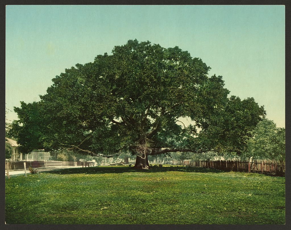 A picture of The Mammoth oak, Pass Christian, Miss.