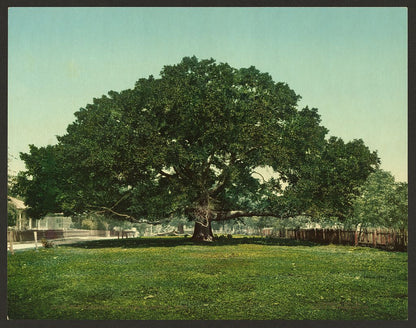 A picture of The Mammoth oak, Pass Christian, Miss.