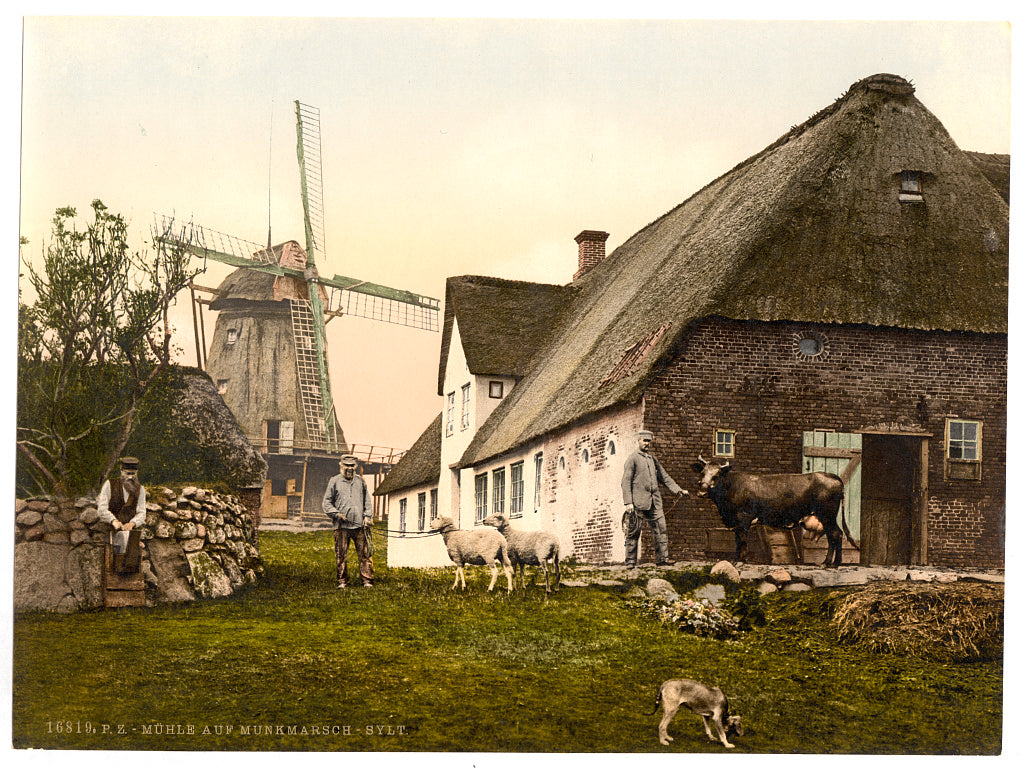 A picture of The mill at Munkmarsch, Sylt, Schleswig-Holstein, Germany