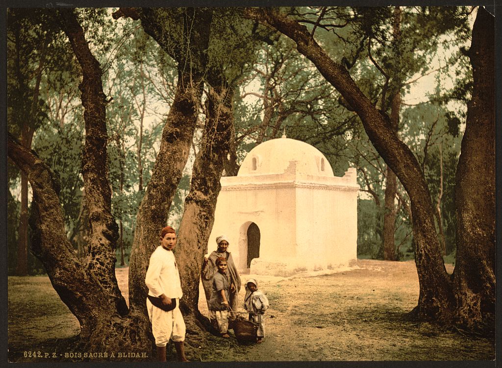 A picture of The sacred wood, Blidah, Algeria