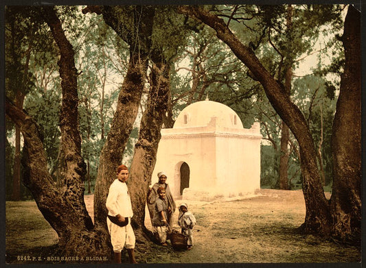 A picture of The sacred wood, Blidah, Algeria