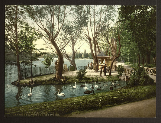 A picture of The swans in the park Tête d'Ór, Lyons, France