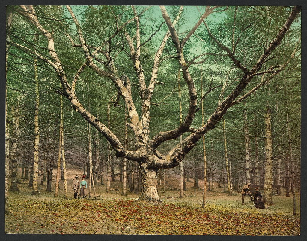 A picture of The Wizard tree, Cathedral Woods, Intervale, N.H.