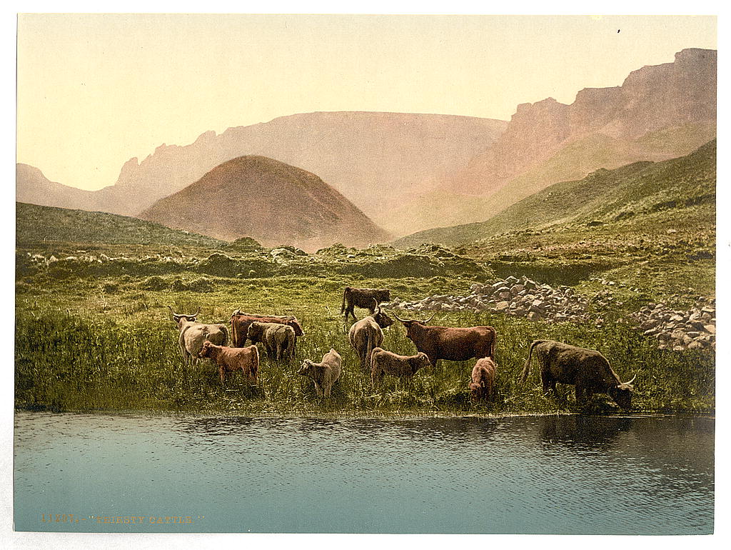 A picture of Thirsty cattle, England