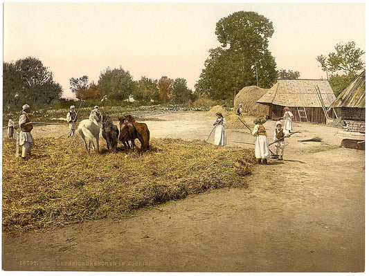 A picture of Threshing grain, Bosnia, Austro-Hungary