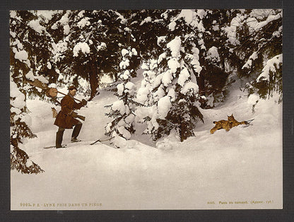 A picture of Trapping lynx, Russia