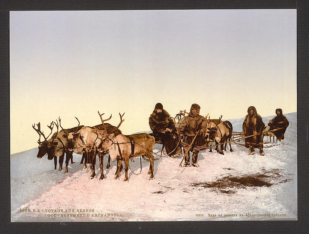 A picture of Traveling by reindeer, Archangel, Russia