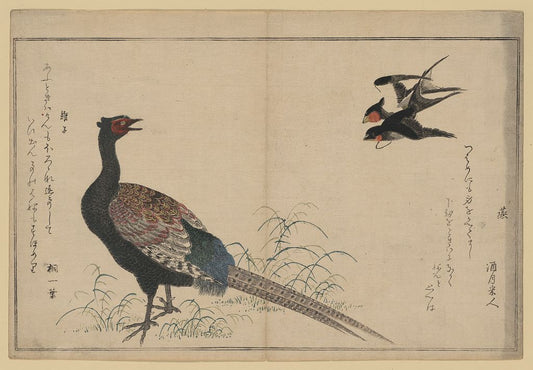 A picture of Tsubakura kiji