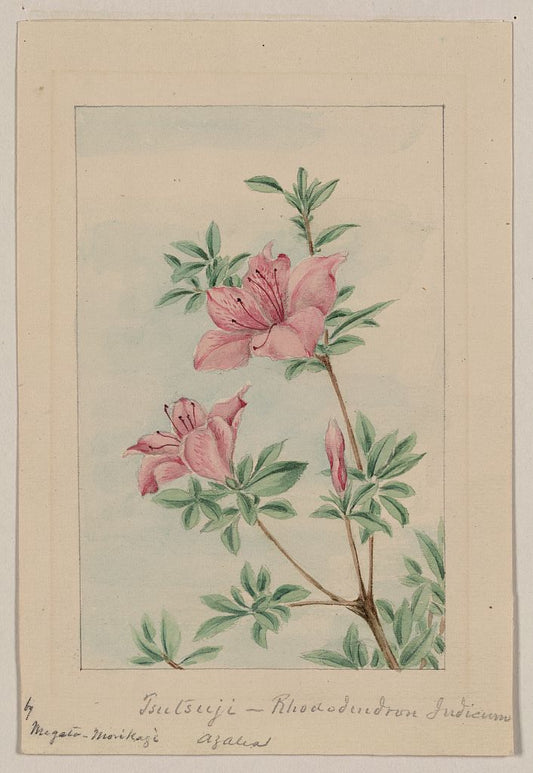 A picture of Tsutsuji rhododendron Judicum - azalea