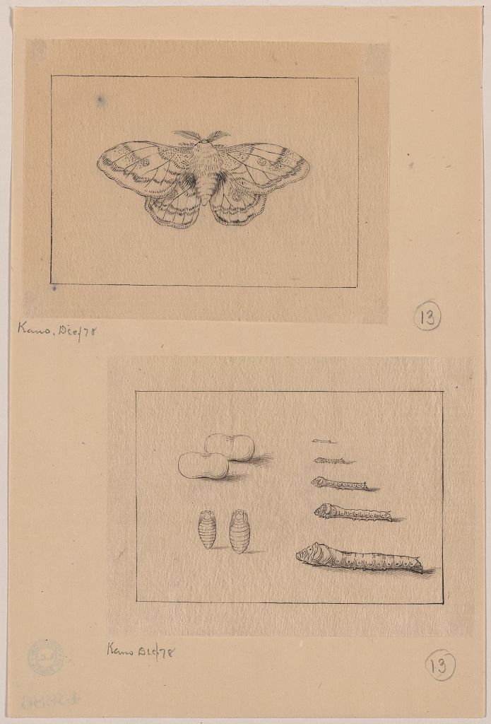 A picture of Two views (top): silkworm moth; (bottom): larval stages of the silkworm