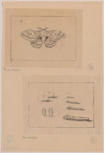 A picture of Two views (top): silkworm moth; (bottom): larval stages of the silkworm