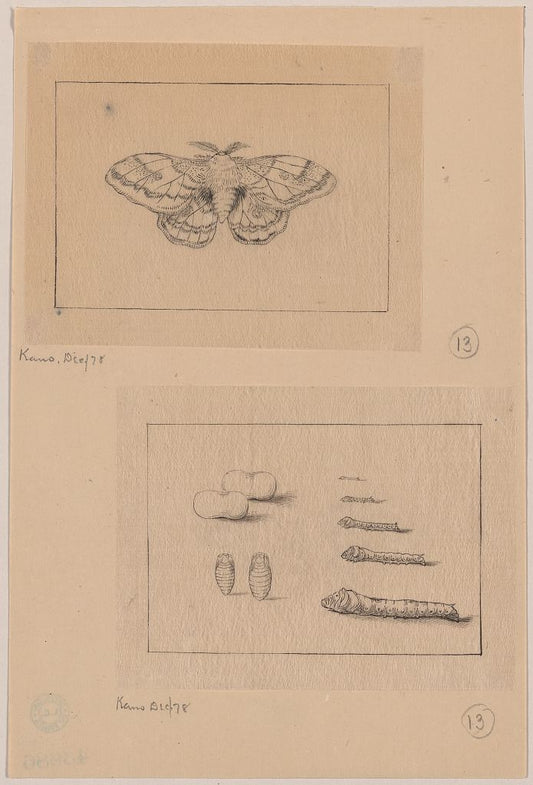 A picture of Two views (top): silkworm moth; (bottom): larval stages of the silkworm