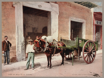 A picture of Un mulo de la Habana