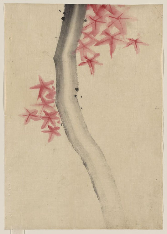 A picture of Unidentified, possibly a tree branch with red star-shaped leaves or blossoms