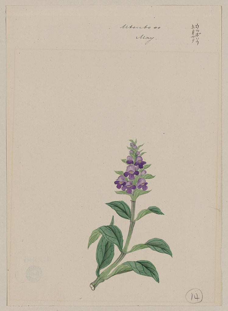 A picture of Utsubo sô - May