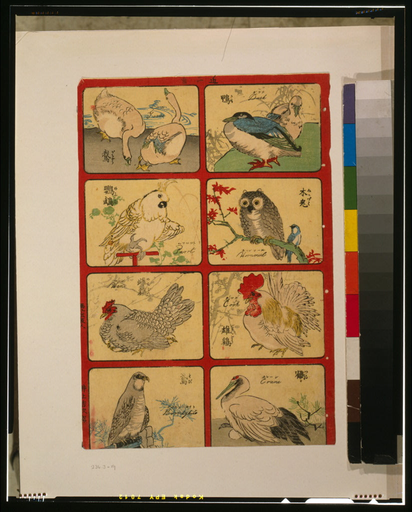 A picture of Various types of birds