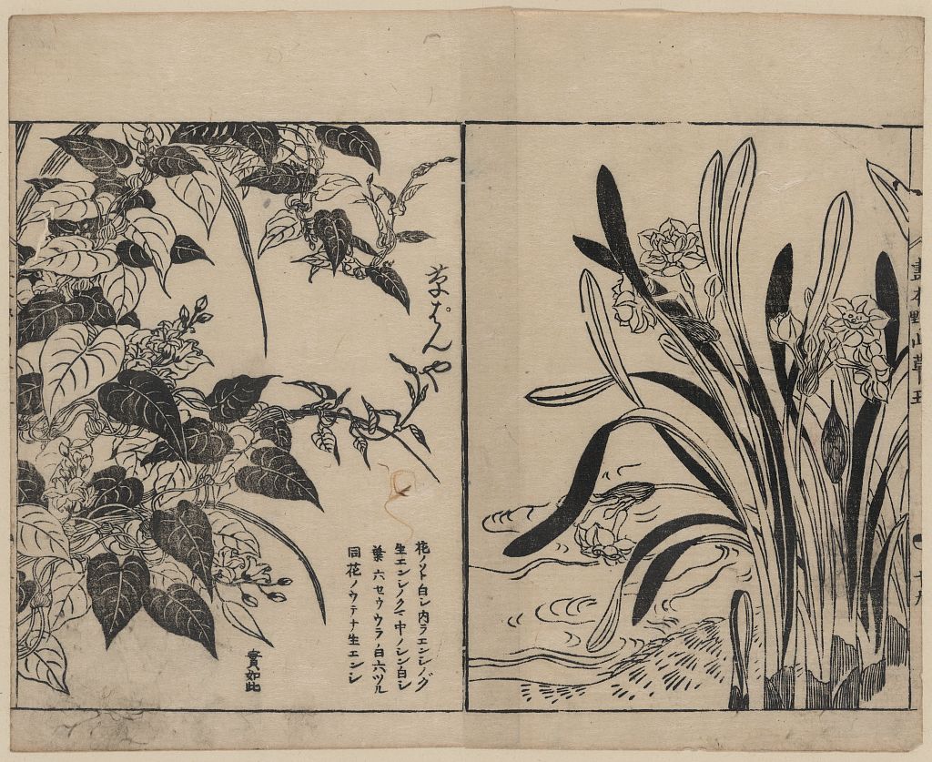 A picture of Vines and daffodils