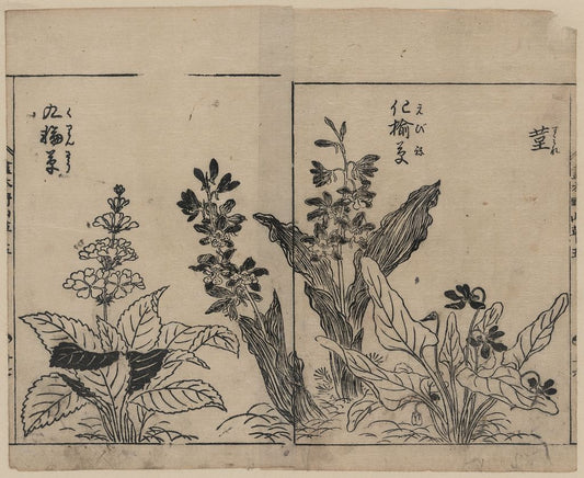 A picture of Violets, arrow arum(?), and primrose