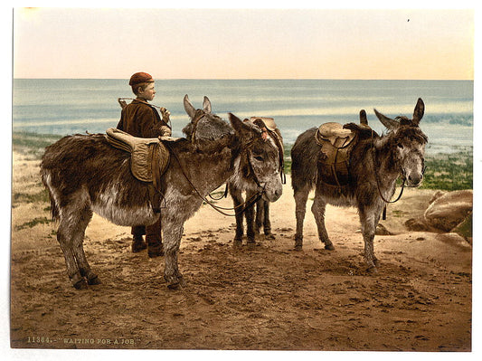 A picture of Waiting for a job (donkeys), England