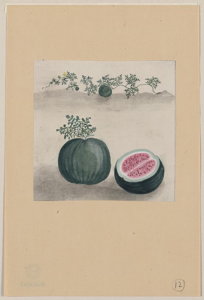 A picture of Watermelon with plant growing in the background