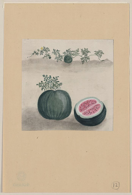 A picture of Watermelon with plant growing in the background