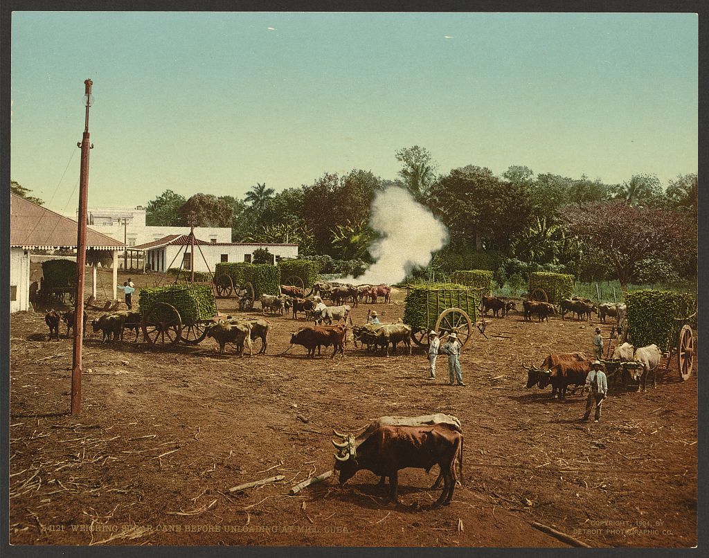 A picture of Weighing sugar cane before unloading at mill, Cuba