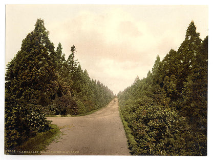 A picture of Wellingtonia Avenue, Camberley, England